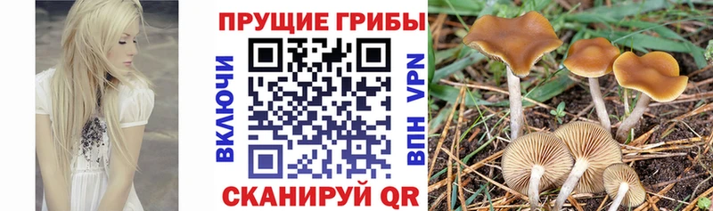Галлюциногенные грибы Cubensis  Чекалин 